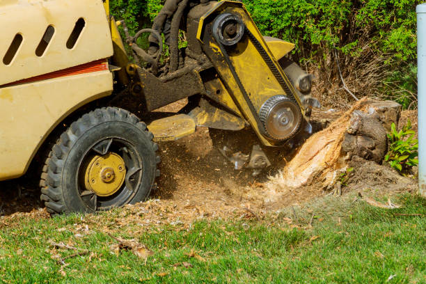 Best Tree Removal Near Me  in Abbeville, SC